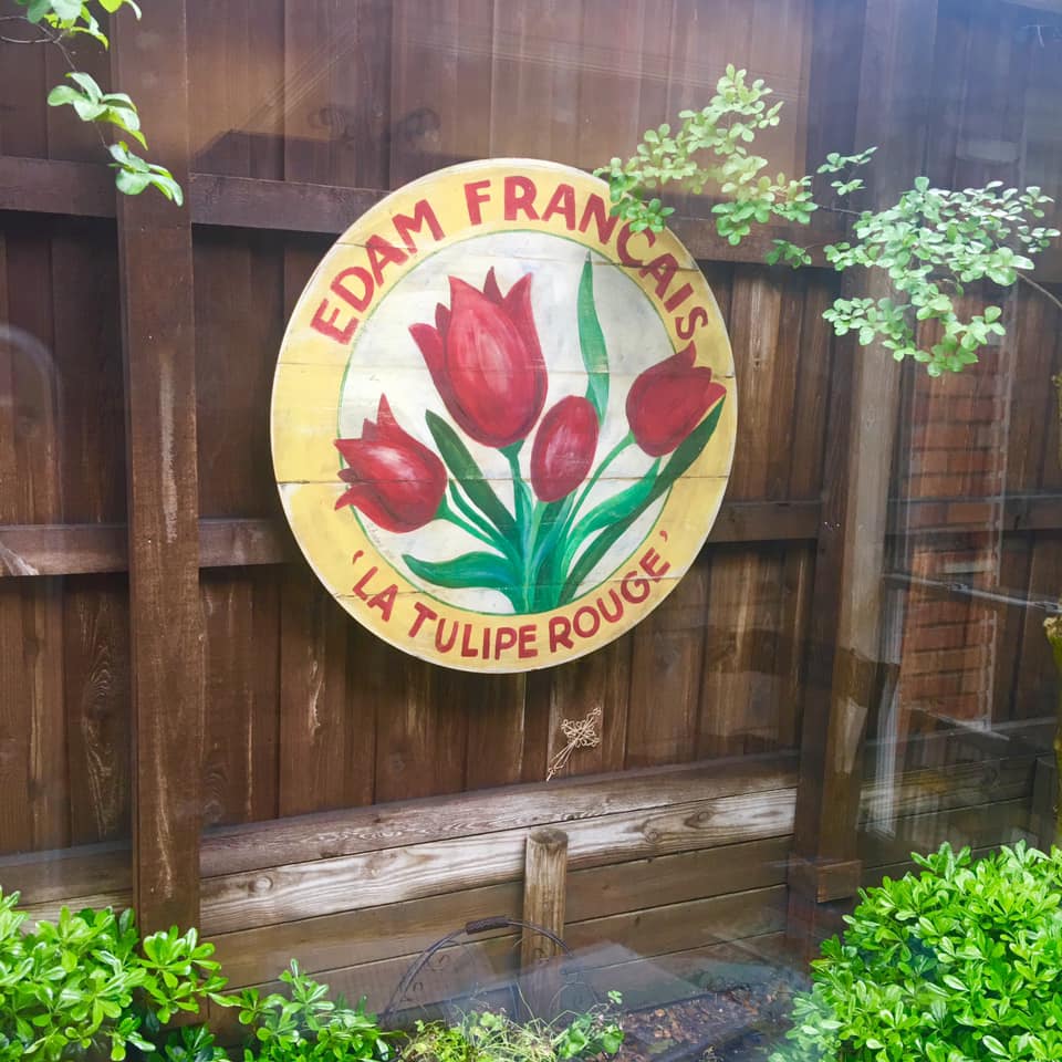 46" Red Tulips with Yellow border on Fence
